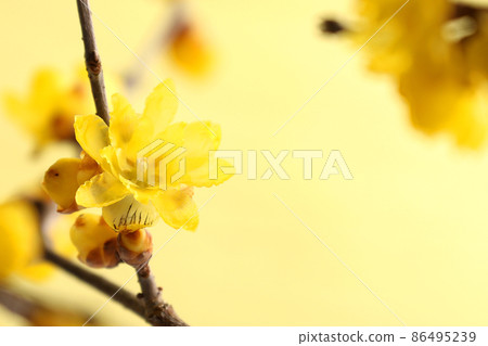 Wax plum Wax plum 86495239