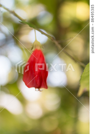 UNAKUSHI FUYOU 86495385