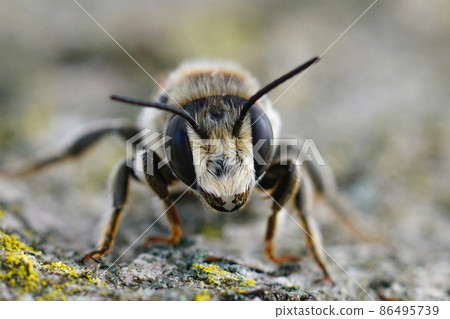 Facial closeup on a Mediterranean female White sectioned leafcutter, Megachile albisecta in Southern France 86495739