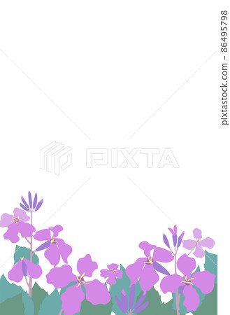 Murasaki Hanana（紫色花綠色）Shokatsusai（Morokatsu綠色）花蘿蔔插圖框架明信片尺寸垂直類型 86495798