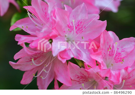 Blooming passion flower Blooming passion flower 86496290