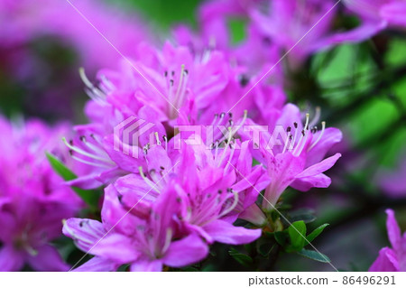 Blooming passion flower Blooming passion flower 86496291
