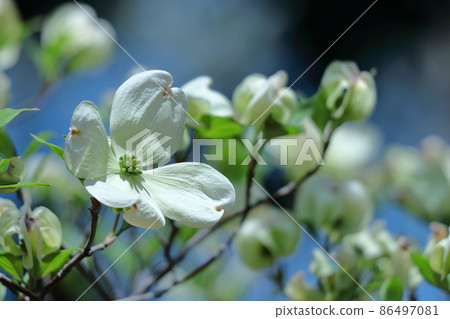 來自美國的禮物 來自美國的禮物 86497081