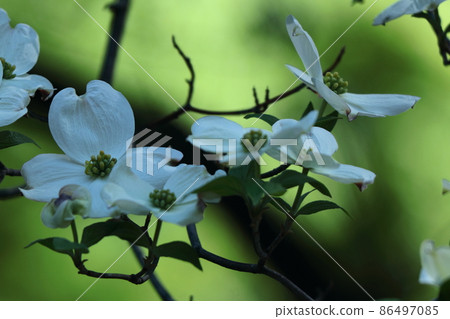 Gifts from the United States Gifts from the United States 86497085