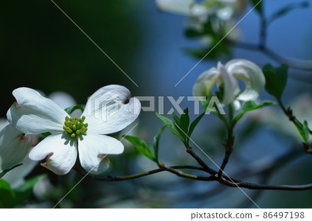 來自美國的禮物 86497198