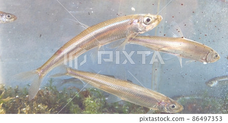 Smelt of Lake Suwa 1 86497353