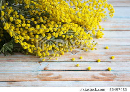 close-up of yellow flowers of silver acacia, which are given to women for the holiday on March 8 86497483