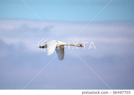 young Mute Swan, Cygnus Olor, In Flight young Mute Swan, Cygnus Olor, In Flight 86497705