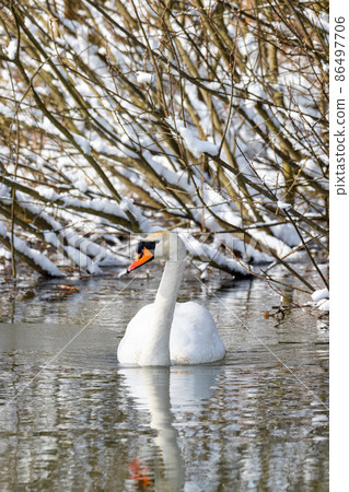 Wild bird mute swan in winter on pond 86497706