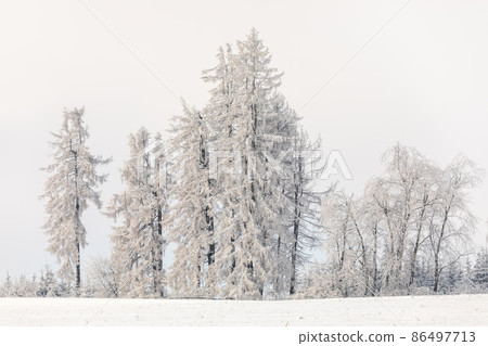 Spruce tree covered by white snow Czech Republic, Vysocina region highland 86497713