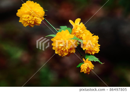 Blooms in bright golden color Blooms in bright golden color 86497805
