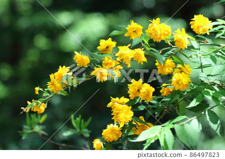 Blooms in bright golden color 86497823