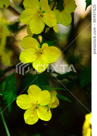 在明亮的金色中綻放 86497826