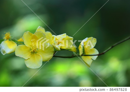 Blooms in bright golden color 86497828