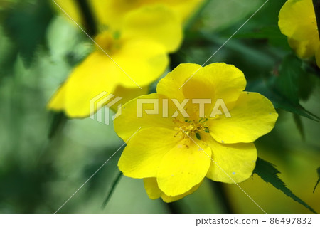 Blooms in bright golden color Blooms in bright golden color 86497832