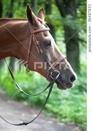 Portrait of a red harnessed horse in a beautiful forest Portrait of a red harnessed horse in a beautiful forest 86497833