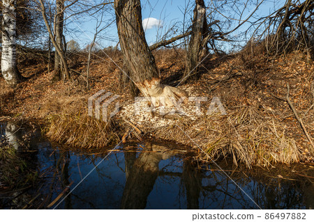 tree gnawed by beavers on the river bank. 86497882