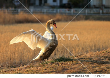 Flapping Swan (Abiko City Aquatic Botanical Garden) 86497950
