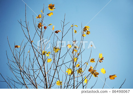 Remaining leaves of tulip tree in the cold sky 86498067