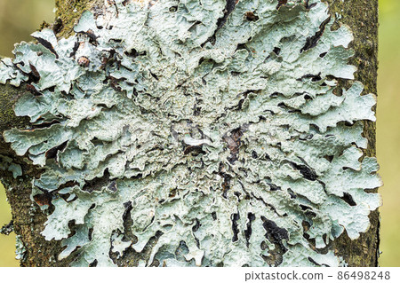 Lichen Parmelia sulcata on tree bark, high definition macro 86498248