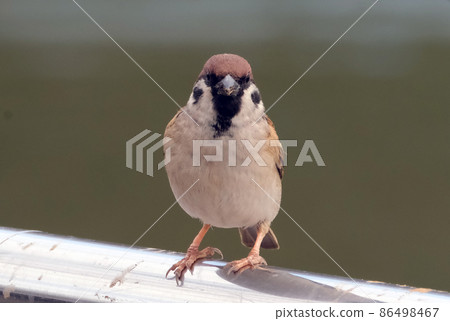 Sparrow perching on a fence Sparrow perching on a fence 86498467