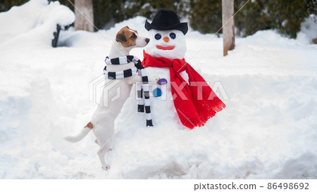 Jack Russell Terrier dog in scarf making a snowman. Winter fun.  86498692