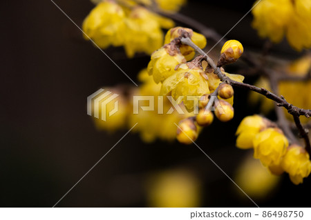 開花在冬天的日本五香粉花特寫鏡頭 開花在冬天的日本五香粉花特寫鏡頭 86498750