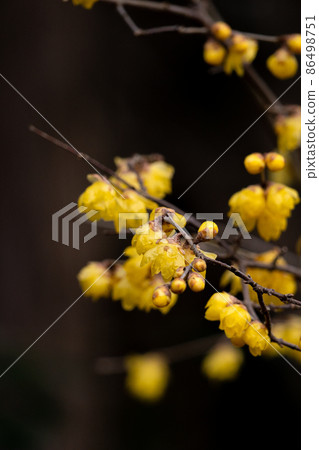 開花在冬天的日本五香粉花特寫鏡頭 86498751