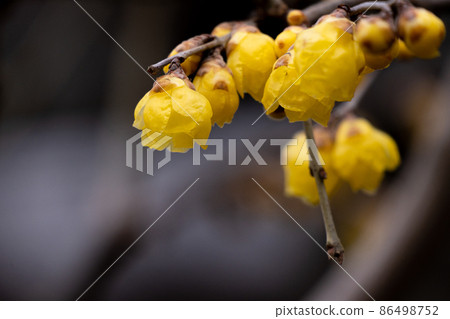 開花在冬天的日本五香粉花特寫鏡頭 開花在冬天的日本五香粉花特寫鏡頭 86498752
