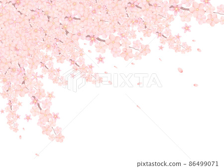 盛開的櫻花 舞動花瓣的背景 86499071