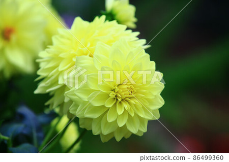 Bright and beautiful yellow Dali flower 86499360