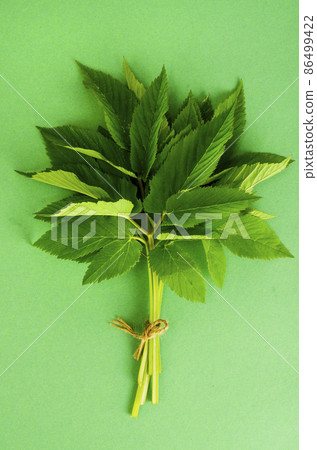 Young green leaves of Aegopodium podagraria. Photo Young green leaves of Aegopodium podagraria. Photo 86499422