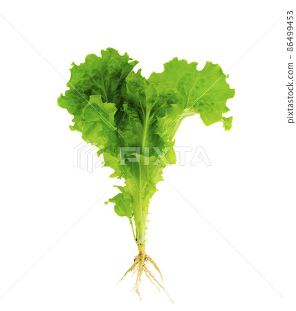 Plant fresh green lettuce with root. Photo Plant fresh green lettuce with root. Photo 86499453