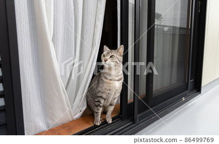 Sabatra cat, a cat curious about the outside Sabatra cat, a cat curious about the outside 86499769