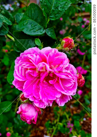 A flowering rose in the garden with drops of water after the rain. The background of nature. 86500099