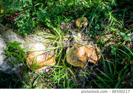 Mushroom closeup view in a forest Mushroom closeup view in a forest 86500217