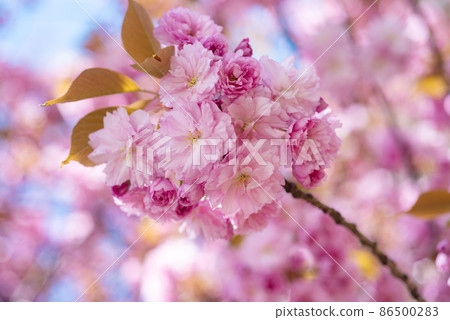 pink flowers of blooming sakura tree in spring. nature pink flowers of blooming sakura tree in spring. nature 86500283
