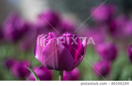 purple flowers of fresh holland tulips. selective focus purple flowers of fresh holland tulips. selective focus 86500284