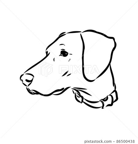Decorative outline portrait of cute pointer dog vector illustration in black color isolated on white background. Isolated image for design and tattoo. 86500438