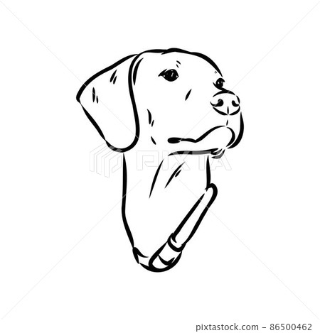 Decorative outline portrait of cute pointer dog vector illustration in black color isolated on white background. Isolated image for design and tattoo. Decorative outline portrait of cute pointer dog vector illustration in black color isolated on white background. Isolated image for design and tattoo. 86500462