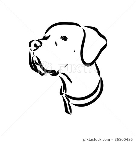 Decorative outline portrait of cute pointer dog vector illustration in black color isolated on white background. Isolated image for design and tattoo. Decorative outline portrait of cute pointer dog vector illustration in black color isolated on white background. Isolated image for design and tattoo. 86500486
