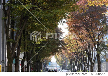 Scenery of yellow-leaved zelkova trees in Nakano Ward, Tokyo 86500554