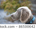 Weimaraner dog with blue eyes Weimaraner Long hair, a hunting dog originating in Germany 86500642
