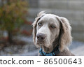 Weimaraner dog with blue eyes Weimaraner Long hair, a hunting dog originating in Germany 86500643