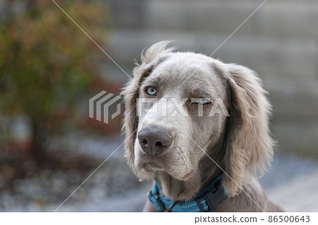 Weimaraner dog with blue eyes Weimaraner Long hair, a hunting dog originating in Germany Weimaraner dog with blue eyes Weimaraner Long hair, a hunting dog originating in Germany 86500643