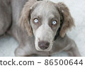 Weimaraner dog with blue eyes Weimaraner Long hair, a hunting dog originating in Germany 86500644