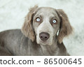 Weimaraner dog with blue eyes Weimaraner Long hair, a hunting dog originating in Germany 86500645