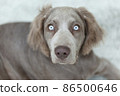 Weimaraner dog with blue eyes Weimaraner Long hair, a hunting dog originating in Germany 86500646