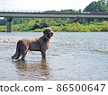 Dog playing in the river Blue-eyed Weimaraner pet dog Weimaraner 86500647