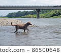 Dog playing in the river Blue-eyed Weimaraner pet dog Weimaraner 86500648